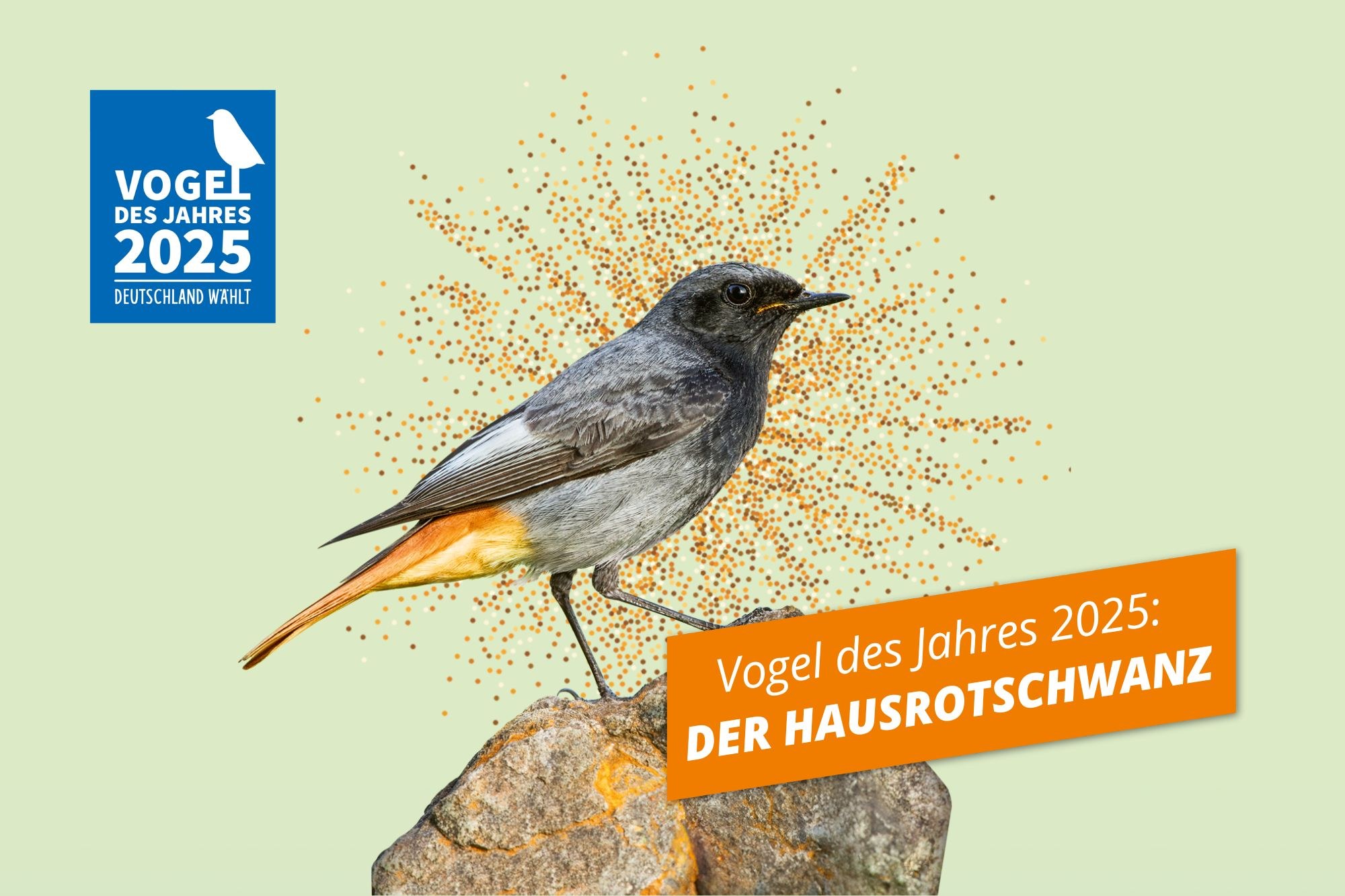 Der Hausrotschwanz ist Vogel des Jahres 2025 LBV
